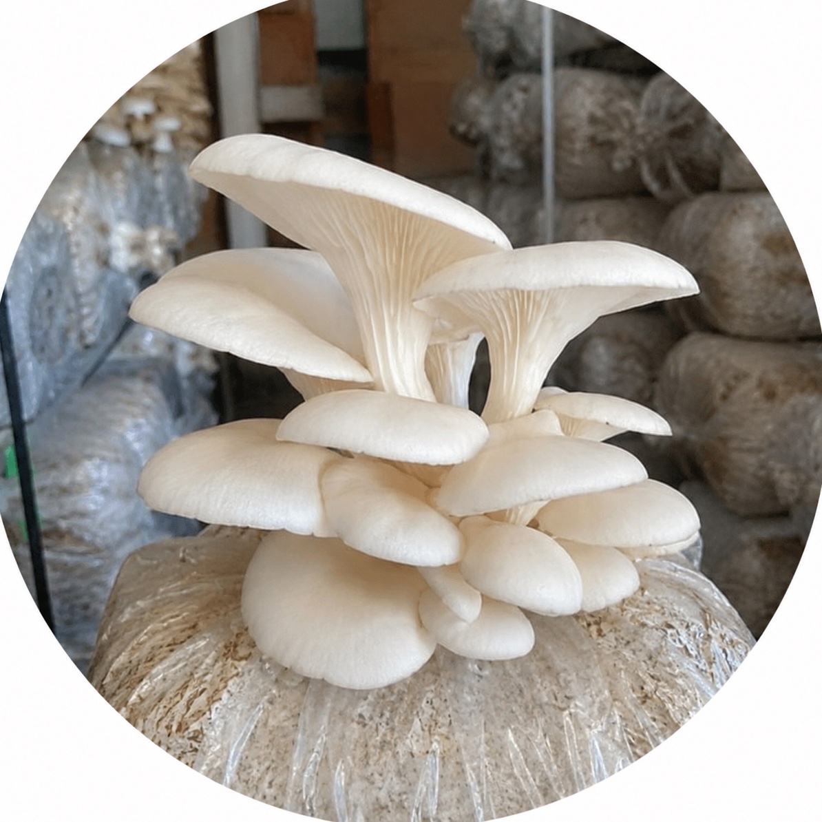 Premium Fresh Oyster Mushrooms (1kg Pack)
