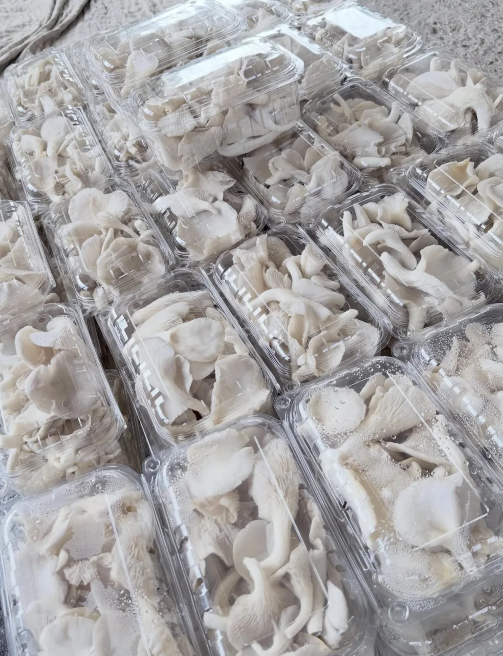 Fresh Organic Oyster Mushrooms – Healthy, Nutritious & Farm Direct