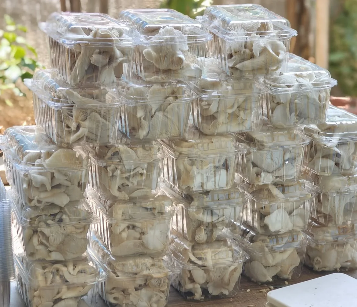 The Mushroom Cartel