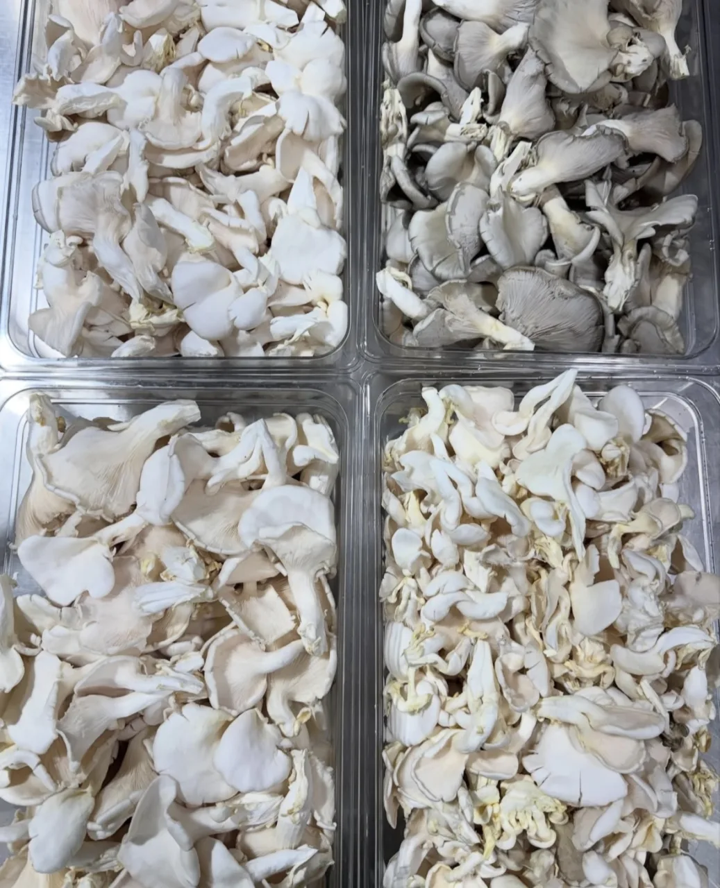 Fresh Organic Oyster Mushrooms – Healthy, Nutritious & Farm Direct