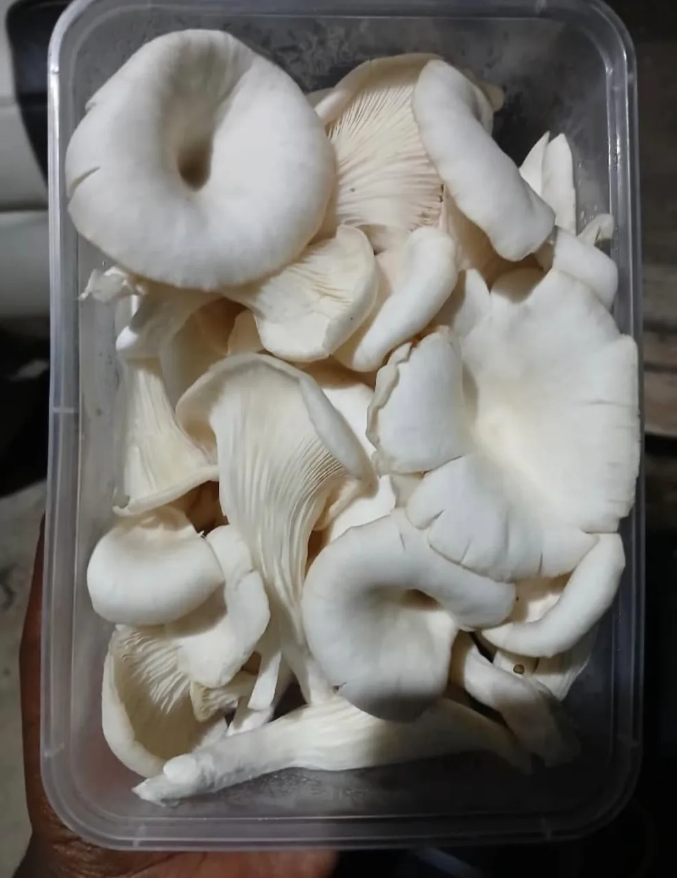 Fresh Organic Oyster Mushrooms – Healthy, Nutritious & Farm Direct