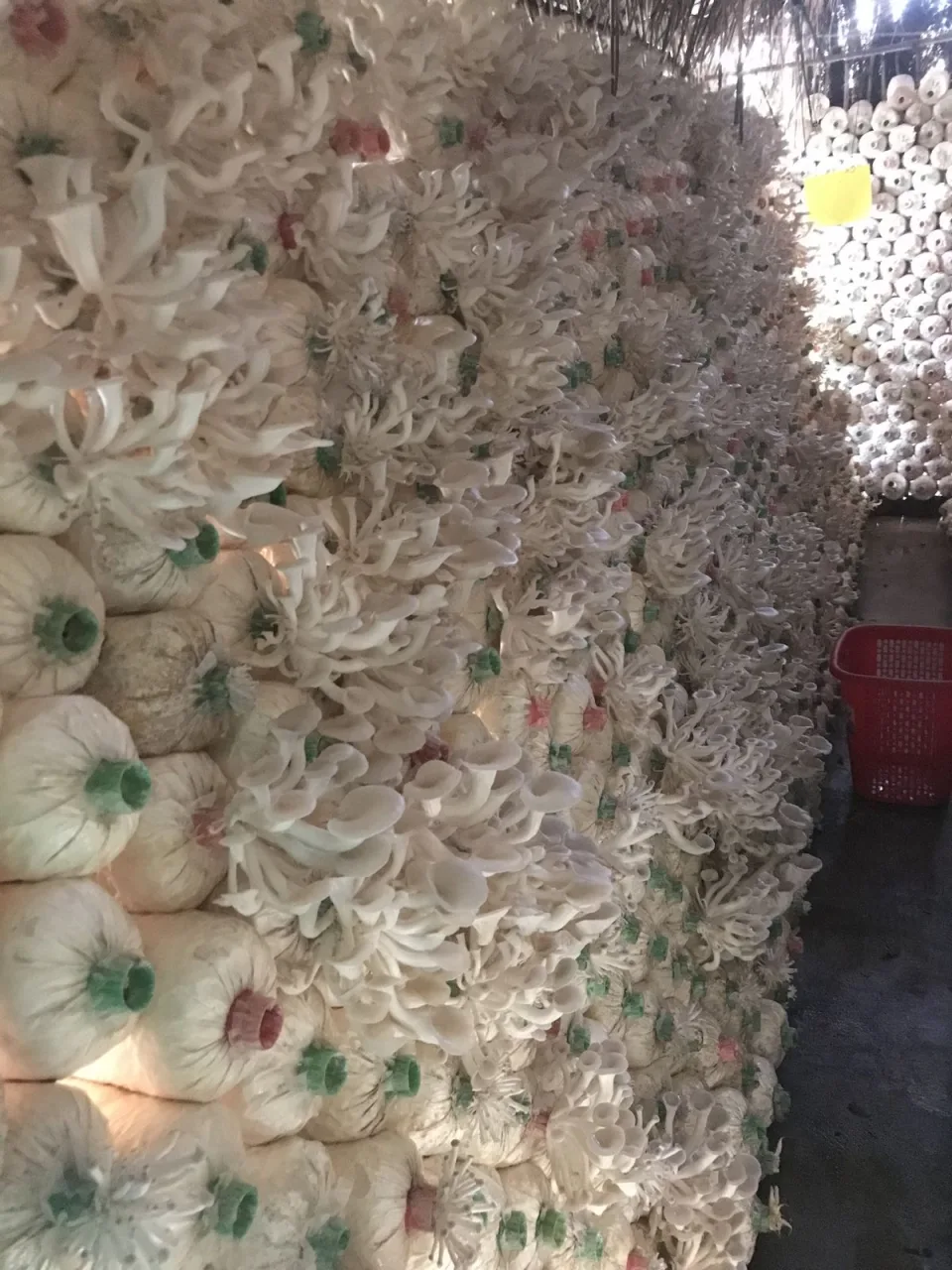 Freshly grown mushroom
