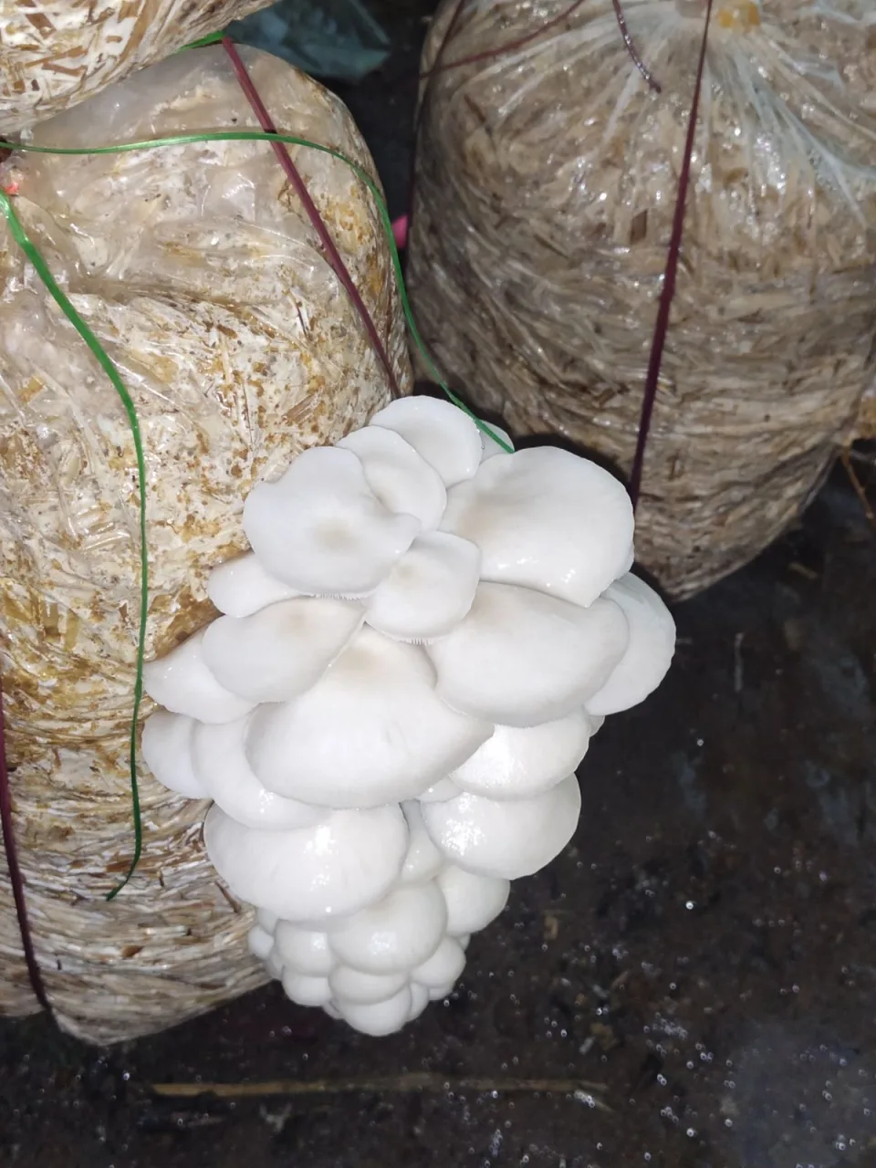 Freshly grown mushroom