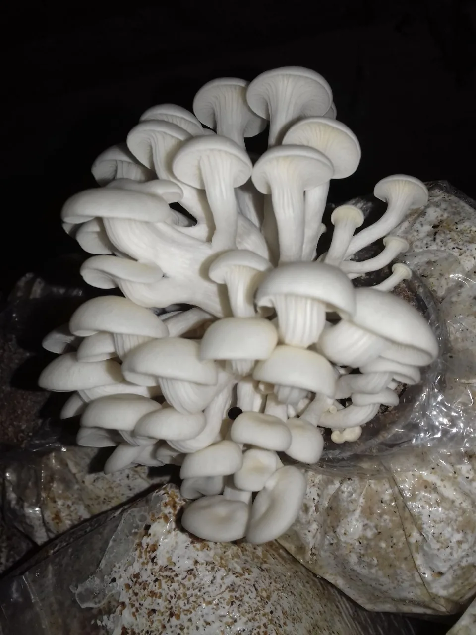 The Mushroom Cartel