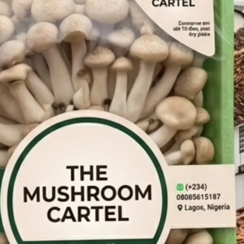 Premium fresh Mushroom🍄