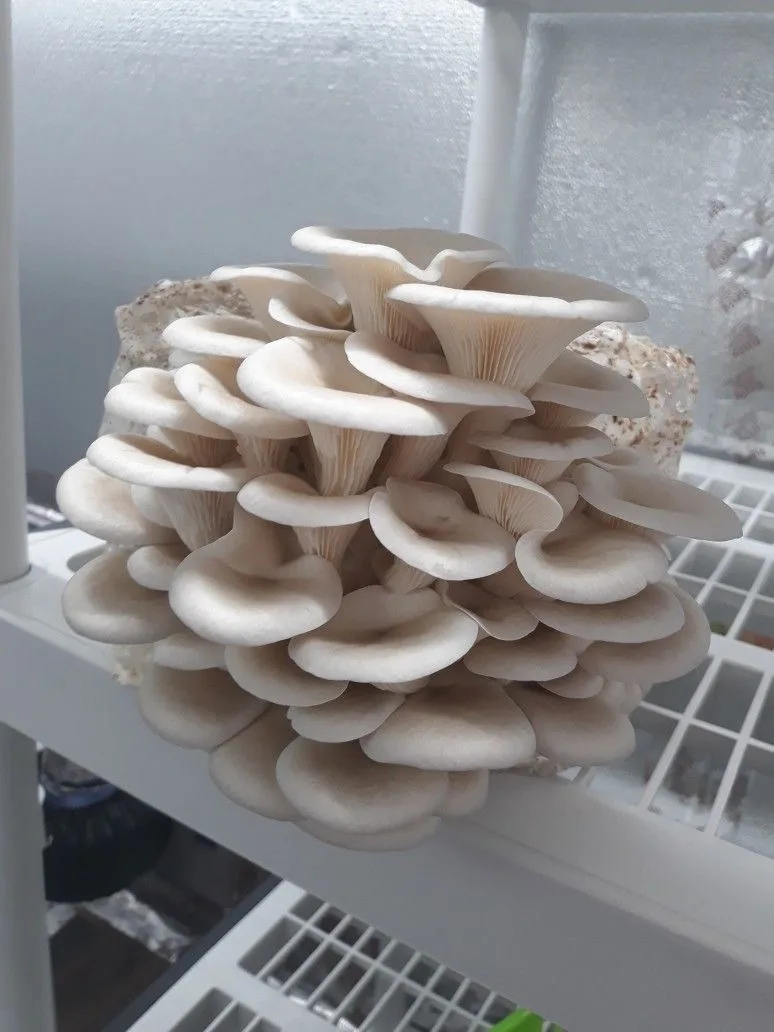Premium fresh Mushroom🍄