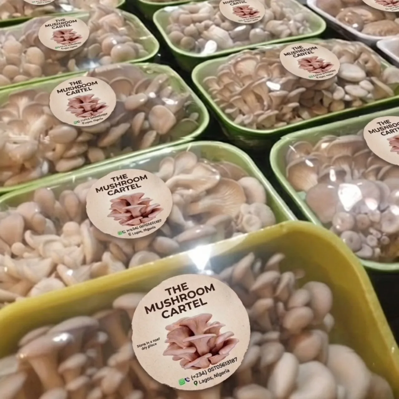 The Mushroom Cartel