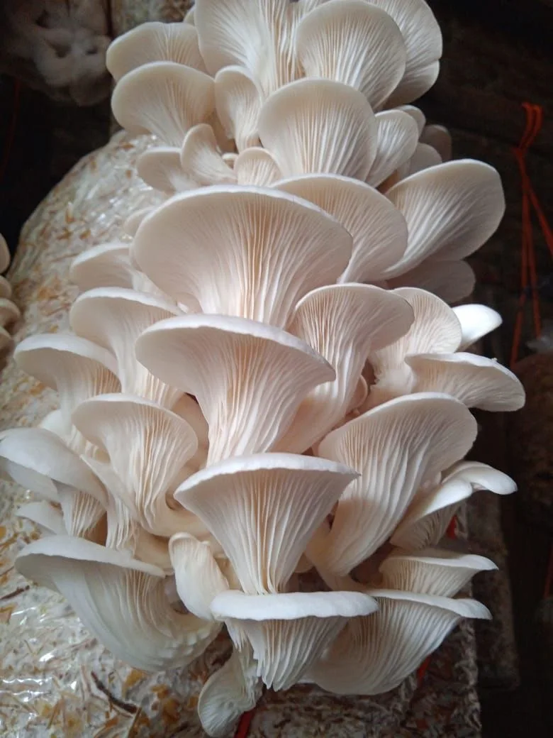 Premium fresh Mushroom🍄